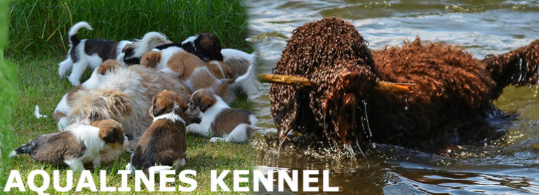 Aqualines Kennel